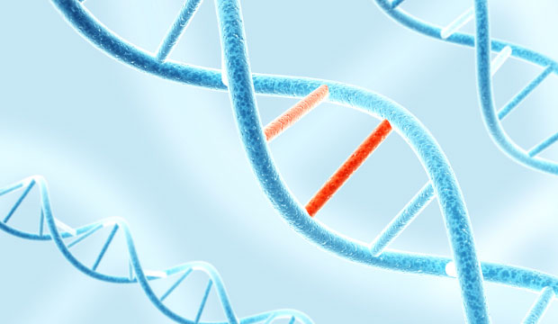 ADN et mutations génétiques chez l'humain