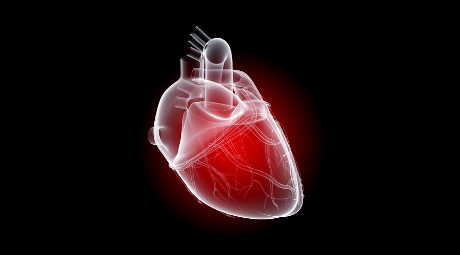 Le cœur, moteur de l'organisme humain
