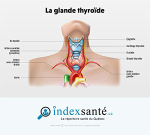 La glande thyroïde