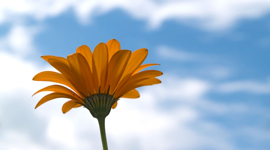 Journée mondiale de l'environnement 