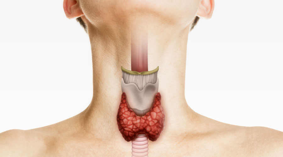 Comment fonctionne la thyroïde?