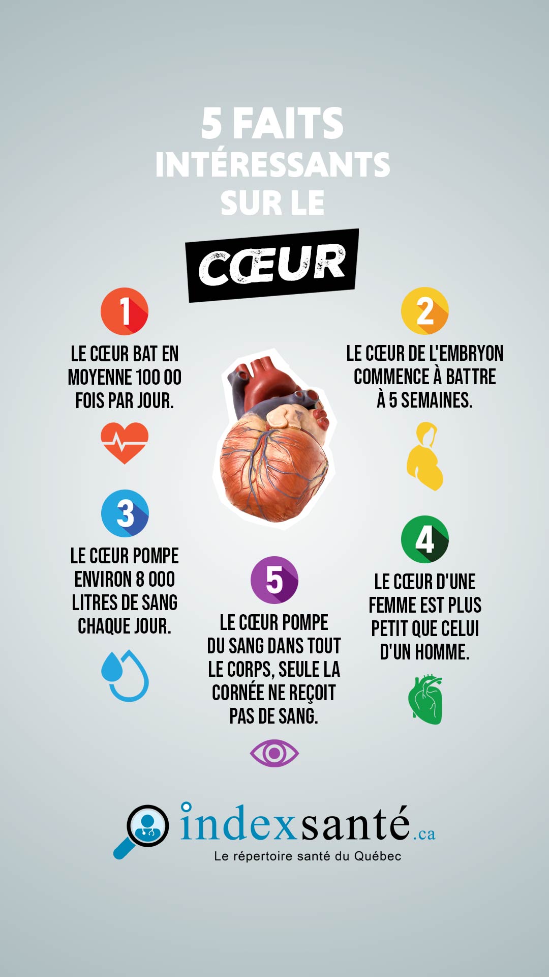 5 faits intéressants sur le cœur (infographie)
