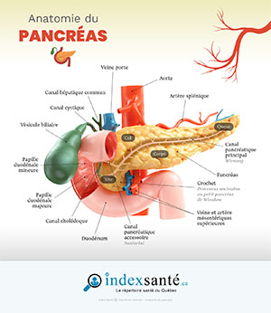 Anatomie du pancréas