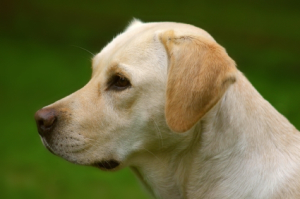 Les chiens d’assistance à l’honneur : une campagne pour l’inclusion et le respect des droits