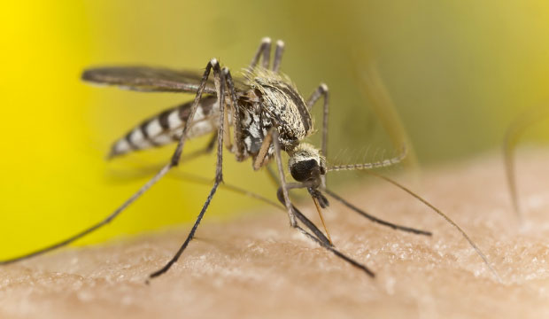 Le directeur national de santé publique tient à informer la population sur le virus Zika